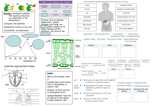 NEW 2016 AQA GCSE Biology - Organisation Revision | Teaching Resources