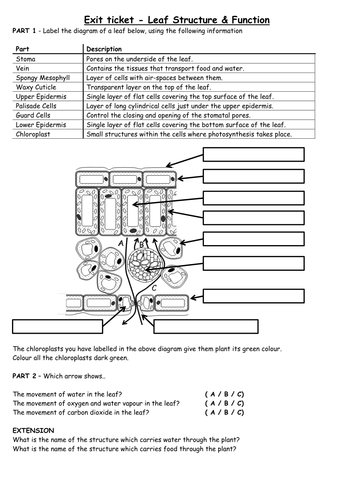 Inside a leaf / leaf structure low ability KS3 | Teaching Resources