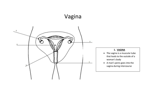 year 7 ks3 reproductive systems teaching resources