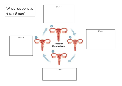 Year 7 KS3 Menstrual Cycle | Teaching Resources