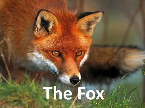 Information leaflet on foxes with example on badgers - planning and ...