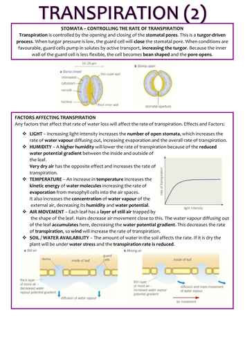 Biology AS Level OCR Revision Notes - Transport in Plants | Teaching ...