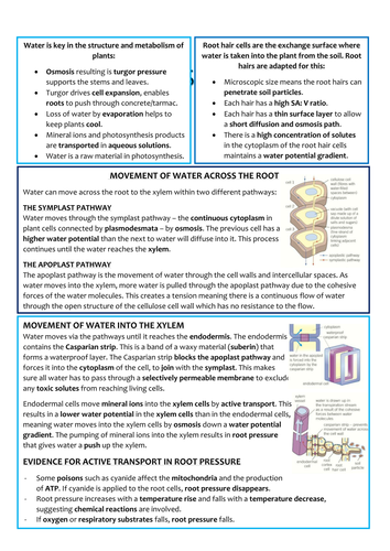 Biology AS Level OCR Revision Notes - Transport in Plants | Teaching ...