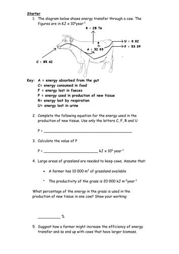 Calculating energy flow through an organism and a food chain