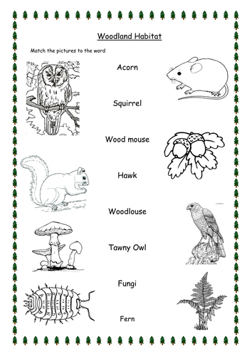 Woodland Habitat Worksheets (Differentiated) by hammondbeth - Teaching