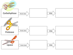 enzymes digestive digestion ks3 tests enzyme bacteria tes table pptx gcse human mb resources teaching