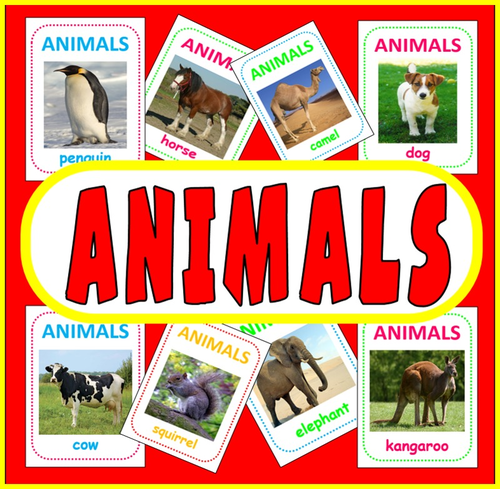 200 ANIMAL FLASH CARDS SCIENCE DISPLAY TEACHING RESOURCE EARLY YEARS EARLY YEARS KS1 KS2