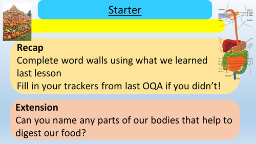 Digestive System - Lesson Presentation