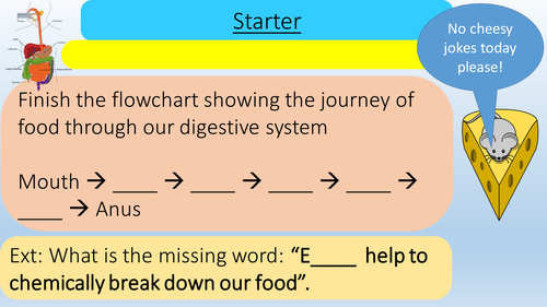 Bacteria and Enzymes in Digestion - Lesson Presentation