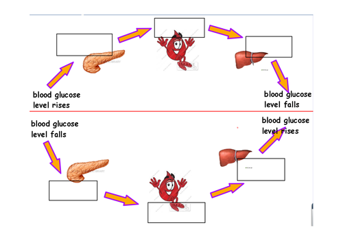 controlling-blood-glucose-levels-flowchart-teaching-resources