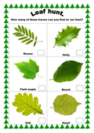 KS1 Science leaf hunt activity | Teaching Resources