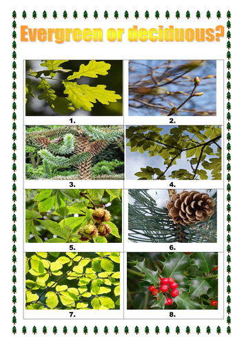 Ks1 Science Evergreen And Deciduous Trees Activity By Selinaj Teaching Resources Tes 2127