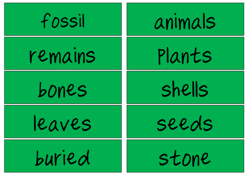 fossils ks1