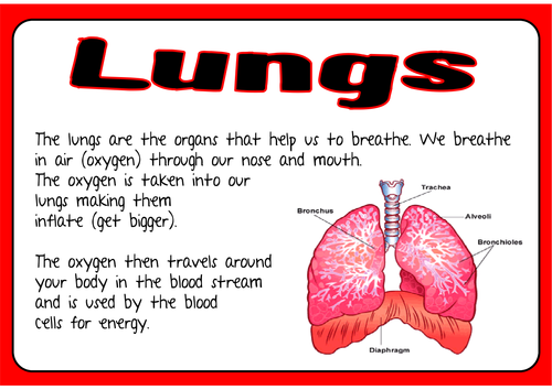 HUMAN BODY ORGANS-SCIENCE BIOLOGY KEY STAGE 2 DISPLAY 