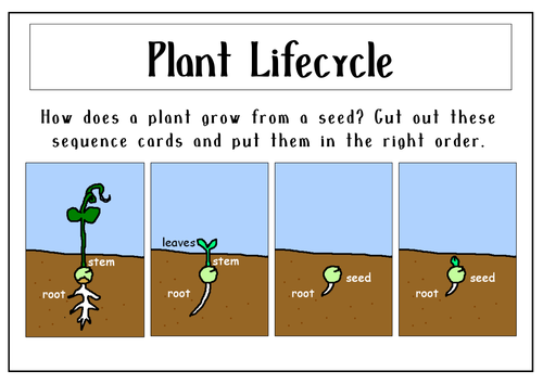 Growing Plants Science Teaching Resources Early Years Key Stage 1 2 Flowers Trees Science