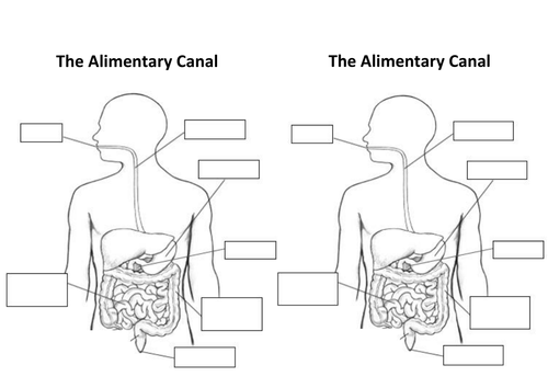 The Alimentary Canal (Digestive System) by aaron_chandler - Teaching