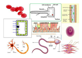 New Curriculum Scheme of Work for Year 7's on Cells; Organs & Systems