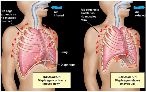 Biology JPEGS Yr7 - Yr11 (B1, B2, B3) | Teaching Resources