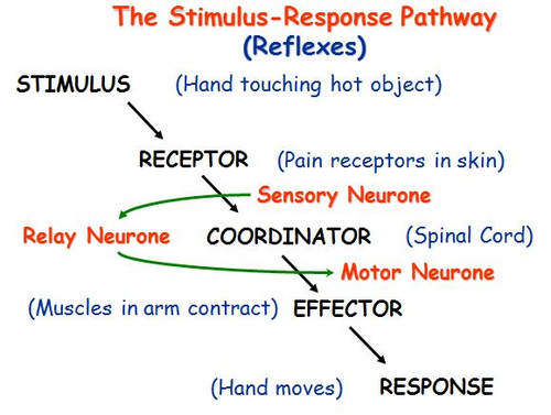 Biology JPEGS Yr7 - Yr11 (B1, B2, B3) | Teaching Resources
