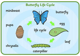 MINIBEASTS INSECTS SCIENCE RESOURCES EARLY YEARS KS1-2 DISPLAY ANIMALS ...