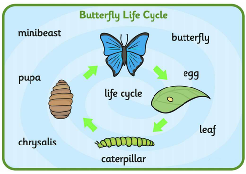 MINIBEASTS INSECTS SCIENCE TEACHING RESOURCES CD EARLY YEARS KS1-2 ...