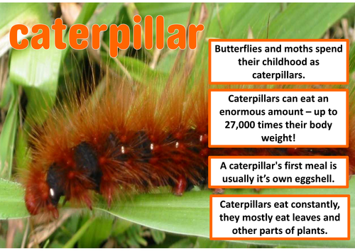 MINIBEASTS INSECTS SCIENCE RESOURCES EARLY YEARS KS1-2 DISPLAY ANIMALS ...