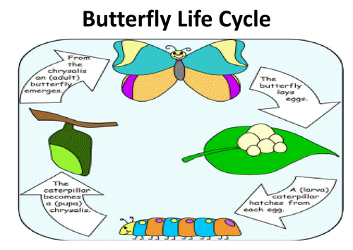 MINIBEASTS INSECTS SCIENCE TEACHING RESOURCES CD EARLY YEARS KS1-2 ...