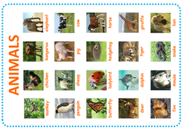 WORLD ANIMALS AFRICA USA AUSTRALIA TEACHING RESOURCES DISPLAY SCIENCE ...