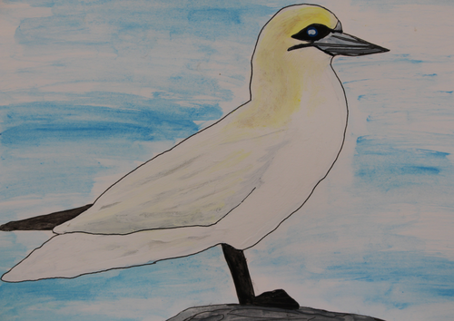 What is a Gannet? Ecology and Biology: Seabirds