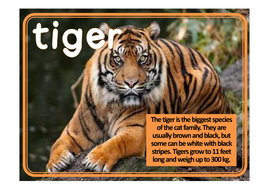 TIGER WHO CAME TO TEA STORY TEACHING RESOURCES EYFS KS1 ENGLISH MORALS ...