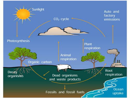 Carbon Cycle Teaching Resources 