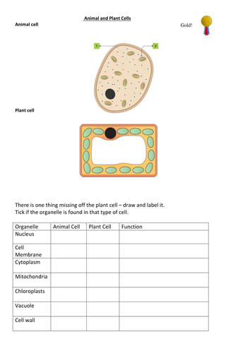 Plant and Animal Cells to label DIFFERENTIATED X 3 | Teaching Resources