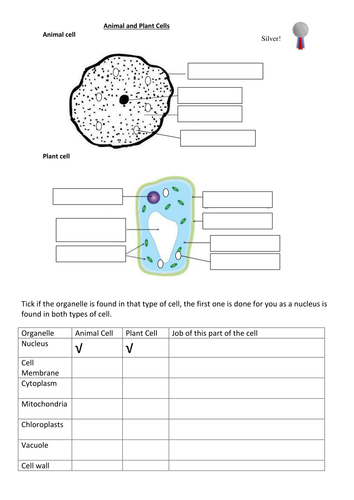 Plant and Animal Cells to label DIFFERENTIATED X 3 | Teaching Resources