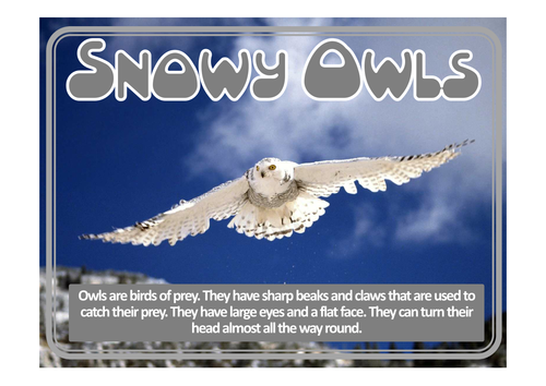 OWL BABIES STORY TEACHING RESOURCES, LITERACY, READING, EYFS, KS 1-2 ...
