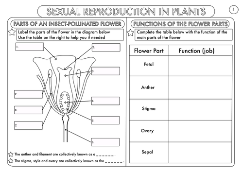 Plant Reproduction Worksheet Pack By Beckystoke Teaching Resources Tes 9591