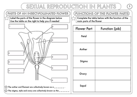 GCSE Biology: Plant Reproduction Worksheet Pack | Teaching Resources