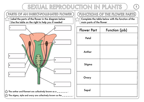 GCSE Biology Plant Reproduction Worksheet Pack Teaching Resources