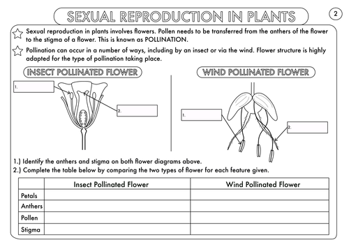 Plant Reproduction Worksheet Pack By Beckystoke Teaching Resources Tes