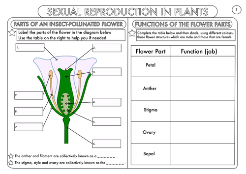 Plant Reproduction Worksheet Pack by beckystoke - Teaching Resources - TES