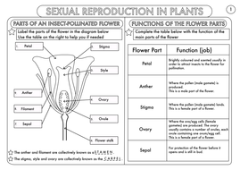 plant reproduction worksheet pack by beckystoke teaching resources tes