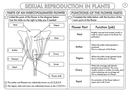 plant reproduction worksheet pack by beckystoke teaching