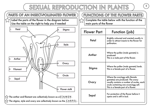 Plant Reproduction Worksheet Pack By Beckystoke Teaching Resources Tes 