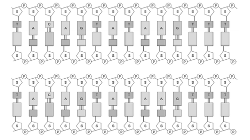 Alleles | Teaching Resources