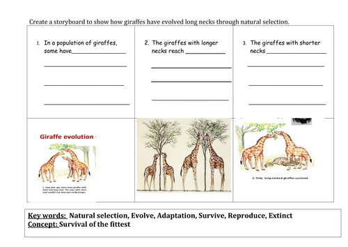 Natural selection activity worksheet