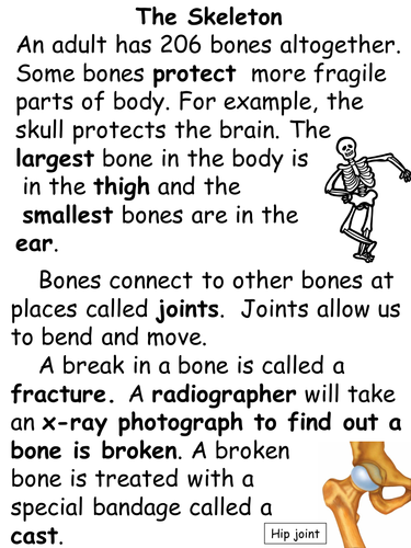 essay on a skeleton