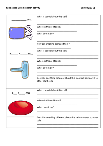 Differentiated information gather activity on specialised cells ...