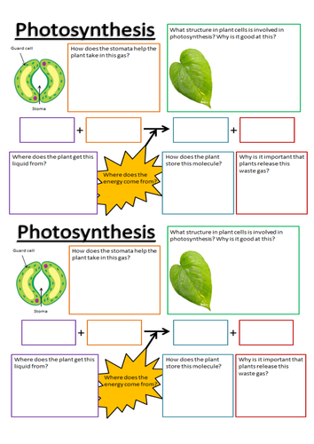 photosynthesis-information-shopping-activity-by-thomasgbayley