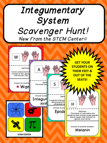 Integumentary System SCAVENGER HUNT!