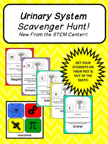 Urinary System SCAVENGER HUNT!