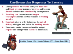 Cardiovascular 3 Cardiovascular Responses To Exercise - 